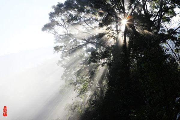 救援紫色生物